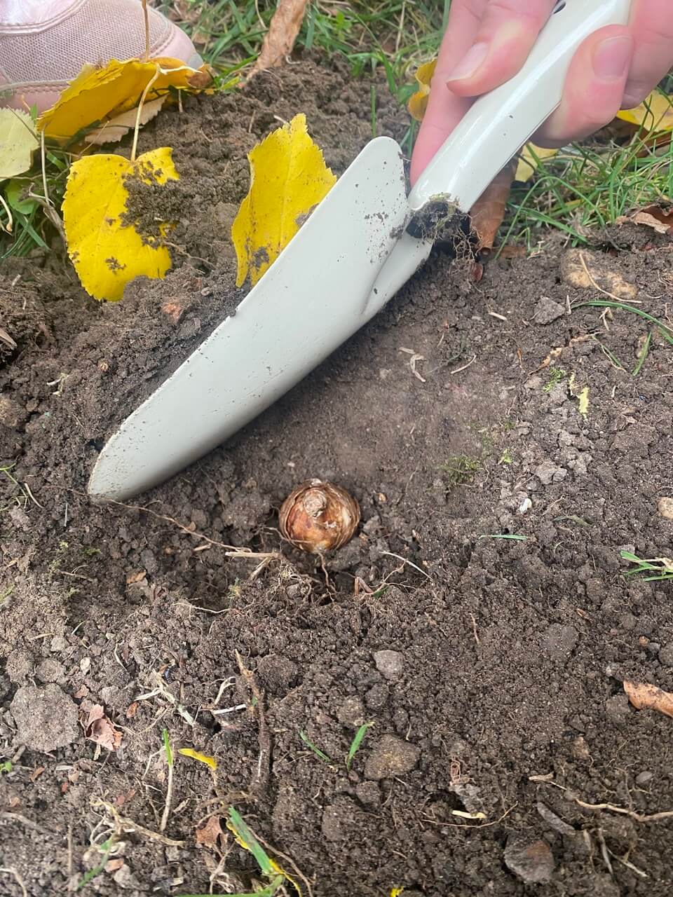 Eine Blumenzwiebel liegt in einem Loch und wird gerade von einer grauen schippe mit Erde bedeckt